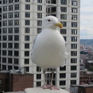 Meet your Posher, Jake